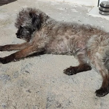 Апартаменты Casa Maxica De *