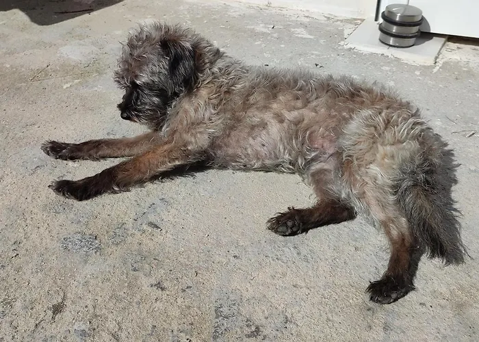 Διαμέρισμα Casa Maxica De *